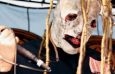 Foto de Slipknot by Photorazzi